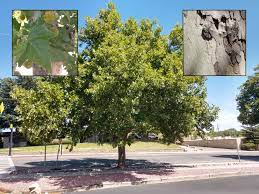 Several insects are problems on london planes. Backyard Gardener London Plane Trees Are Awesome September 4 2019