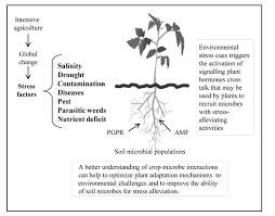 Drought stress is the result of anthropogenic climate alteration, which inhibits crop production and worldwide distribution. Future Challenges And Perspectives For Applying Microbial Biotechnology In Sustainable Agriculture Based On A Better Understanding Of Plant Microbiome Interactions