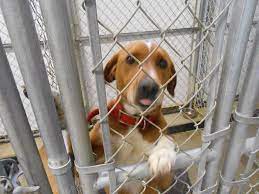Founddog 6 12 14 Stray Galveston In Male 574 516 1526 Cass County Humane Society Logansport In Https M Facebook C Losing A Dog Humane Society Find Pets