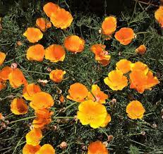 We did not find results for: Native Flowers For Native Pollinators Finegardening