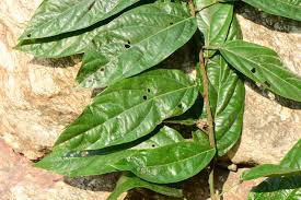 Image result for Albertisia