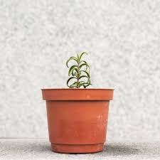 It's best to repot in spring, when new growth begins. What Happens If You Put A Plant In A Pot Too Big Simplify Plants