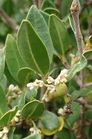 Image result for Chionanthus foveolatus