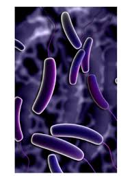 Image result for Flatulence