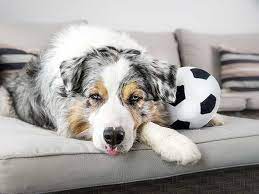Maybe you would like to learn more about one of these? Keep Your Dog Thinking With Ingenious Dog Puzzles