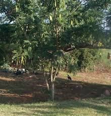 Image result for Millettia dura