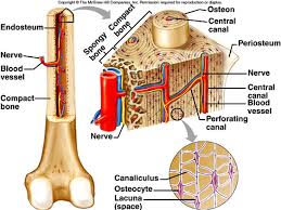 There are small canals that run through the bone, which allow blood vessels to penetrate it. The Skeletal System Mr Smit Life Sciences For Shs