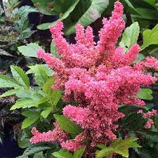 See further detail related to it here. Astilbe Varieties And Basic Care Nurseries Online