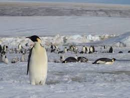 The wonderful world of penguins, showing all 17 species of penguins, feature articles, penguin facts and professor penguin. Esa Discovering New Penguin Colonies From Space