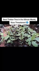 Image result for Strychnos usambarensis