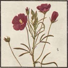 Image result for Vernonia amblyolepis