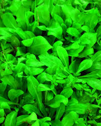 Image result for Samolus