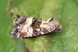 Image result for Photedes captiuncula