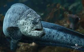 Pin By Jamil Justice On Open Eyes Monterey Bay Aquarium Wolf Eel Animals