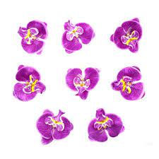 Amazon Com Hzonline Artificial Silk Phalaenopsis Flower Heads Fake Butterfly Orc Silk Flowers Wedding Flower Hair Accessories Wedding Artificial Silk Flowers