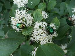 Image result for Cornaceae