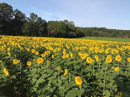 The Prettiest Sunflower Fields To Visit Across The U S Sunflower Field Near Me Sunflower Fields Flower Field