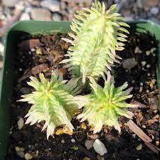 Image result for Euphorbia corniculata