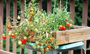 Yine hasat süresi de bir zaman faktörüdür. Hangi Sebze Ve Meyve Ne Zaman Ekilir Uzman Evim