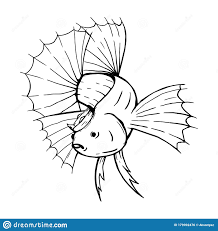 284 likes · 1 talking about this. King Betta Fish Sracth Illustration Stock Vector Illustration Of Animal White 179992476