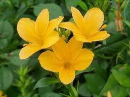 Image result for Barleria galpinii