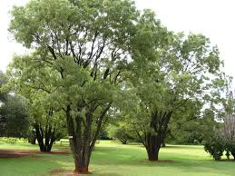 Image result for Bolusanthus speciosus