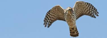 What Does It Mean When A Hawk Comes To You Reedofgod Blog