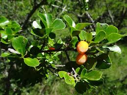 Image result for Dovyalis zeyheri