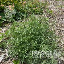 Image result for Diplotaxis tenuifolia
