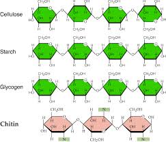 Polysaccharides What Are Polysaccharides And Its Classify Biochemistry Biology Jokes Teaching Chemistry