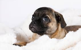 Find the right dog and live happy today. Crufts Urged To Admit Retro Pugs Without Squashed Faces To Wipe Out Cruel Breeding