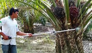 Видео peneroka felda tukar profession jadi penternak ikan ?? 13 589 Peneroka Felda Dinafikan Duit Raya Buletinonlines Net