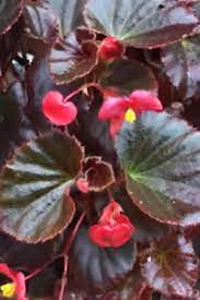 Begonia Plant Care How To Grow And Propagate Begonia Cuttings Video Begonia Plant Care Plants