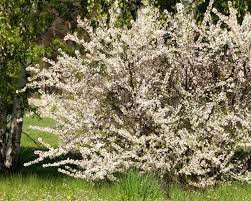 Nanking cherry is a reliable stand by with a proven track record for wyoming conditions. How To Grow Nanking Cherry Prunus Tomentosa