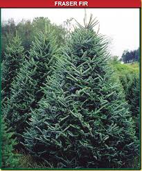We did not find results for: Fraser Fir Wisconsin Tree Guy