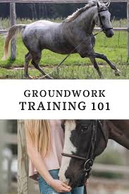 Want To Improve Your Groundwork With Your Horse We Put Together This Guide To Help Horsebackriding Horset Horses Horse Training Ground Work Horse Exercises