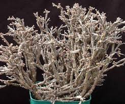 Image result for Euphorbia platycephala