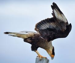 Birds Of A Feather 2020 Episodes National Geographic On Instagram Photo Ladzinski A Patagonian Caracara Preparing To Take Flight These B In 2020 Birds In Flight Power Animal National Geographic