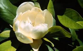 Image result for Magnoliaceae