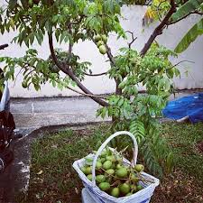 Alpukat menjadi salah satu rekomendasi buah yang bagus untuk ibu hamil. Menanam Dan Merawat Kedondong Untuk Budi Daya Dan Tabulampot