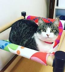 超優秀 100円ショップ セリア の商品で作る 猫用ハンモック ねこのきもちweb magazine 猫のハンモック 猫 ハンモック 手作り 猫 ベッド 手作り