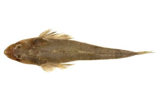 Platycephalus australis