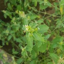 Image result for Pogonospermum ciliatum