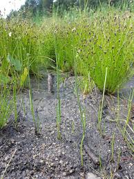 Image result for Eleocharis mutata