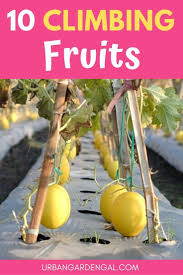 Originally, the art of espaliering was to train vines & trees to brick or stone walls because the masonry absorbed the sun's heat and allowed for quicker ripening of fruit. 10 Climbing Fruits For Trellises Fruit Plants Fruit Trees In Containers Trellis Plants