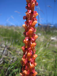 Image result for Disa cryptantha