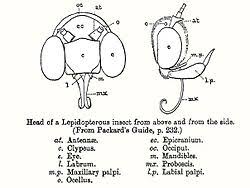 External Morphology Of Lepidoptera Wikipedia