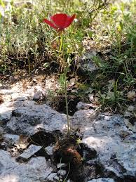 Image result for Pseudocalyx saccatus