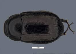 Image result for Empogona sp. A