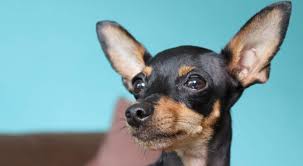 Doberman pinschers can be wonderful additions to your family. Should You Get A Miniature Pinscher Chihuahua Mix We Ll Help You Decide Your Dog Advisor